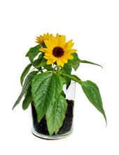 "Thank you" Flower Garden Kit (Dwarf Sunflowers)