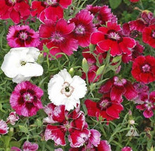 "Love" Flower Garden Kit (Pinks)