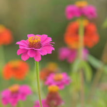 "Happy Birthday" Flower Garden (Zinnias)